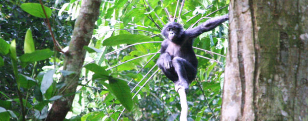 Spoor bonobos groot